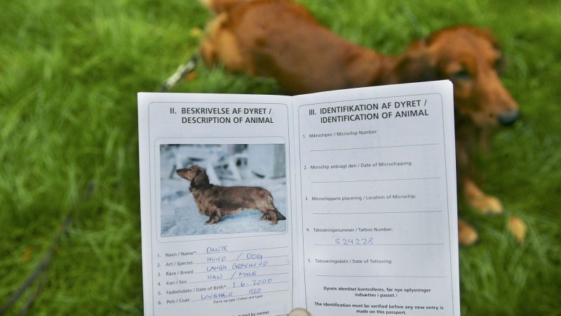 Россиян обяжут регистрировать животных
